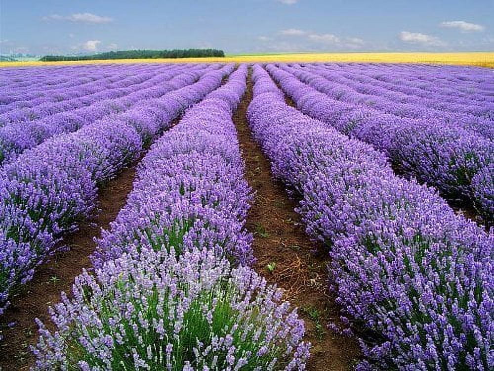 Lavender - Hương thơm nhẹ nhàng, thư giãn